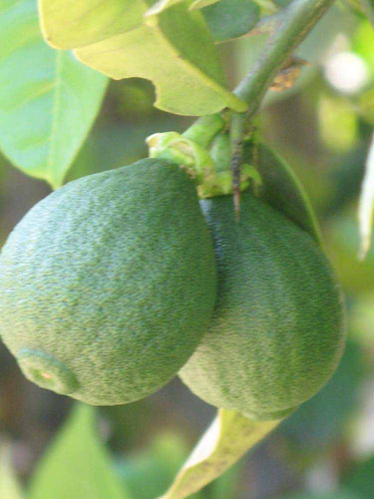            Immature fruit (Riverside, CA)   